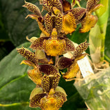 Catasetum Maquiabelo 'MOC3'