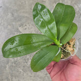 Phal. KS Blue Ludde x Lioulin Blue Jenny