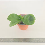 Phal. Mituo Reflex Dragon’Blue-2’ x Yaphon Lover