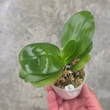 Phal. Mituo Reflex Dragon’Blue-2’ x Yaphon Lover
