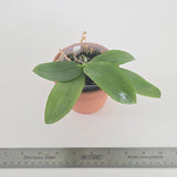 Phalaenopsis speciosa x mannii var. black