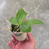 Phalaenopsis speciosa x mannii var. black