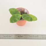 Phal. bellina x javanica