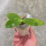 Phal. bellina x javanica