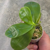 Phal. (Pulchra x Jennifer Palermo) x Penang Jewel MY36