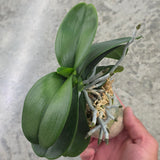 Phal. Haur Jih Fancy 'Taida Red Jewel'