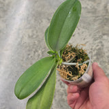 Phal. Zheng Min Anaconda x Phal. Charming Little Gold