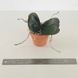 Phal. Miro Gold Mosla 'MS' (QMM061)