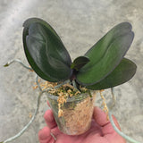Phal. Miro Gold Mosla 'MS' (QMM061)