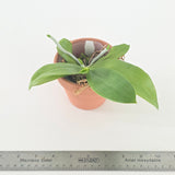 Phal. zebrina x sib