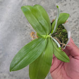 Phal. zebrina x sib
