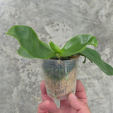 Phal. Yang's Double Diamond x LL Blue Magpie (MYW08)