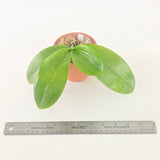 Phal. KS Blue Ludde x Mituo Blue Warrior (YC62)