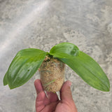 Phal. KS Blue Ludde x Mituo Blue Warrior (YC62)