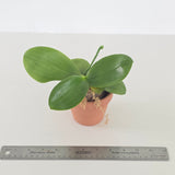 Phal. Yang Yang Pink Mary x Mituo Reflex x Dragon’Blue-2’