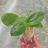 Phal. Yang Yang Pink Mary x Mituo Reflex x Dragon’Blue-2’