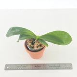 Phal. Mainshow Royal Yellow 'Big'