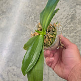 Phal. Mainshow Royal Yellow 'Big'