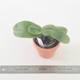 Phal. Mainshow Tiger (QM200)