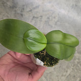 Phal. Mainshow Tiger (QM200)