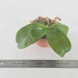 Phal. Mainshow Magic x KS Blue Ludde Zebra (QA115)