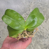 Phal. Mainshow Magic x KS Blue Ludde Zebra (QA115)