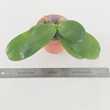 Phal. Ching Ann Purple Jewel x Mituo Reflex Dragon
