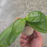 Phal. Ching Ann Purple Jewel x Mituo Reflex Dragon