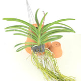Vanda Vilairat x Vandachostylis Pine Rivers