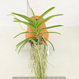 Vanda tessallata 'alba' x Vandachostylis Aromatic