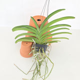 Perreiraara Rapeepath 'Pink'