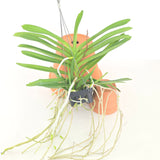 Vandachostylis Jairak Thai Green x Aromatic