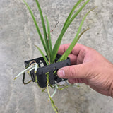 Vandachostylis Jairak Thai Green x  Paraphalaenopsis serpentilingua