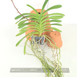 Vanda Jairak Sapphire (Pink)