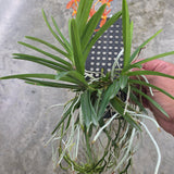 Vanda falcata x Vaewravee Gold