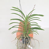 Vanda falcata x denisoniana