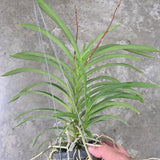 Vanda falcata x denisoniana