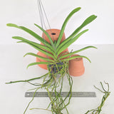Vandachostylis Colmarie