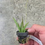 Tolumnia Jairak Giant 'Red Spot'