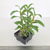 Dendrobium Jiaho Candy