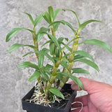 Dendrobium Jiaho Candy