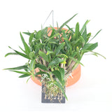 Dendrobium Hibiki