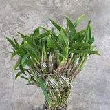 Dendrobium Hibiki