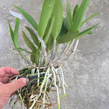 Cattleya walkeriana x Thospol Spot