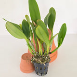 Cattleya Pink Empress
