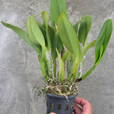 Cattleya Pink Empress