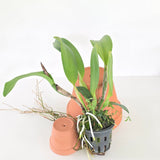 Cattleya Nakornchaisri Red