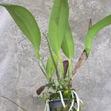 Cattleya Nakornchaisri Red
