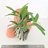 Cattleya intermedia 'orlata Rio' x nobilior 'coerulea'