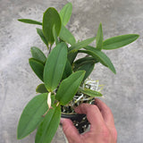 Cattleya intermedia 'orlata Rio' x nobilior 'coerulea'